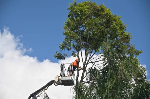 Best Palm Tree Trimming  in Edison, GA